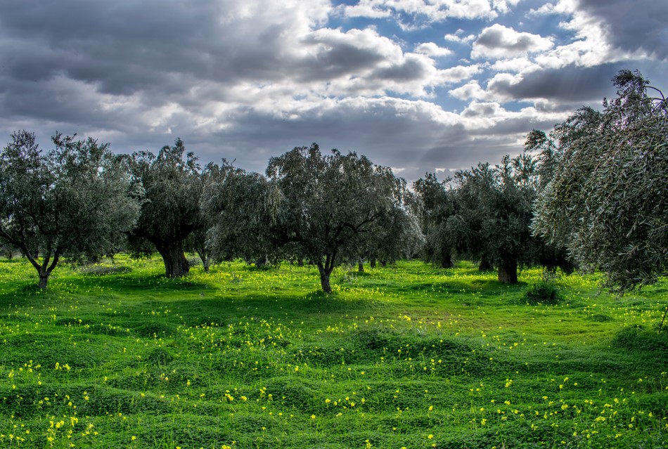 Olive Lab & Shop – Παγκόσμιο Κέντρο Ελιάς για την Υγεία